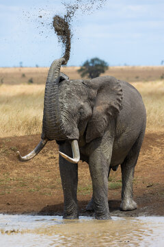 An African elephant bull having a mud shower