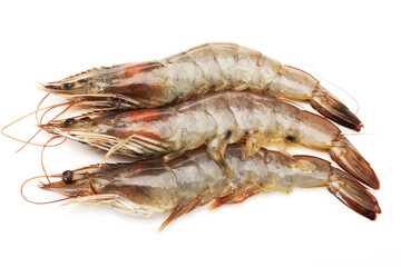 shrimps on a white background 