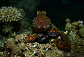 coral reef in the sea