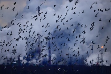 flock of birds flying in the sky