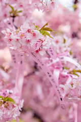 桜神宮 河津桜 縁結びの木 花帯