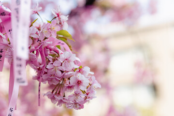 桜神宮 河津桜 縁結びの木 花帯