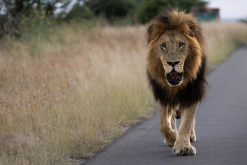 a big dark mane mature male lion in Kruger National Park - obrazy, fototapety, plakaty