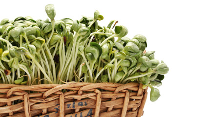 Black bean sprouts on white background