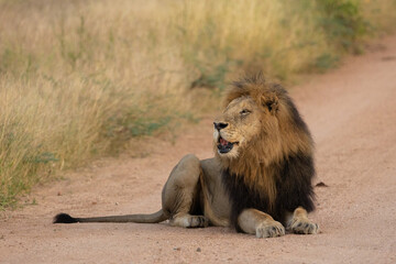 a big dark mane mature male lion in Kruger National Park