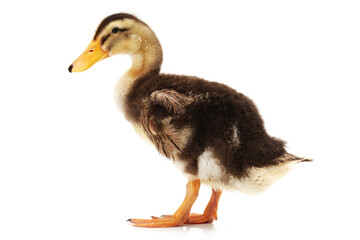 Duckling on white background