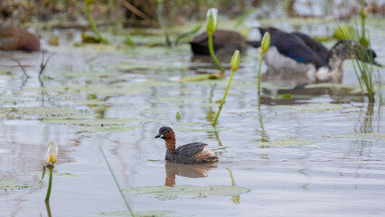 Little grebe in a waterhole