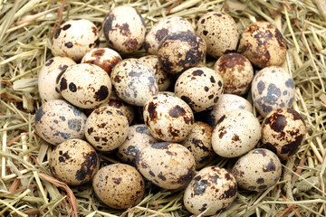 Naklejka na ściany i meble quail eggs in the nest