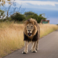 a big dark mane mature male lion in Kruger National Park