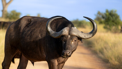 A big bull cape buffalo 