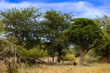 Shepards tree in Kruger National Park