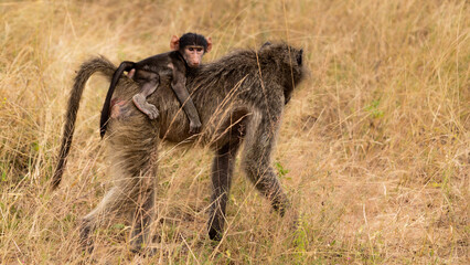 a chacma baboon baby on the mother's back