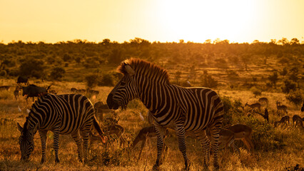 Zebra in golden light at sunset