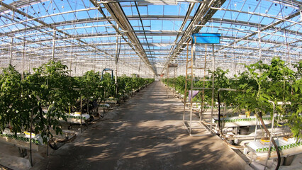 Industrial greenhouse for growing vegetables. Cultivation and selection of vegetables on greenhouse agricultural land, for commercial sale.