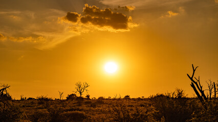 Obraz na płótnie Canvas A golden sunset in Kruger National Park