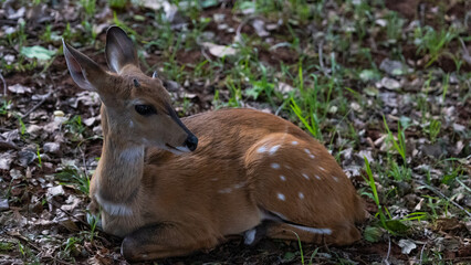 a young bushbuck ram resting
