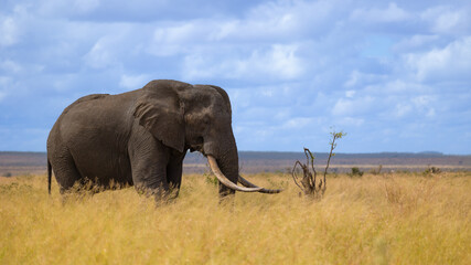 Obraz premium A Big bull African elephant with blue sky background
