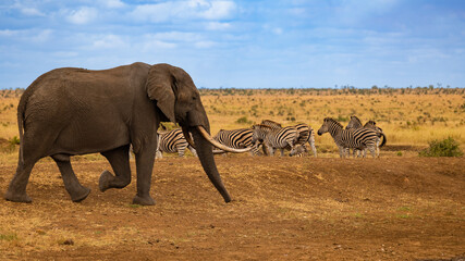 Fototapeta premium a Big elephant and zebras 
