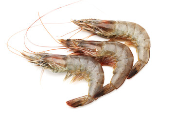 shrimps on a white background 