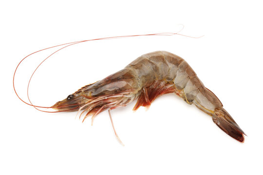 shrimps on a white background 