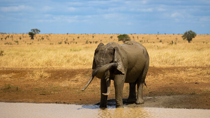 Naklejka premium African Eleplant tusker at a waterhole