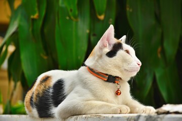 Young cute Calico in a garden