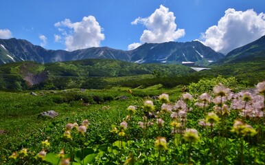 Fototapeta premium 北アルプス 立山連峰に咲き誇るチングルマ