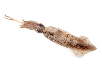 Fresh squid isolated on white background 
