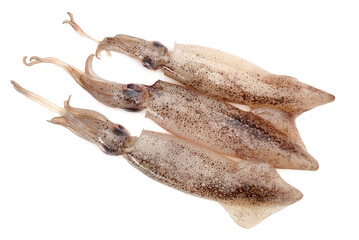 Fresh squid isolated on white background 