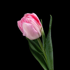 Beautiful pink-white blooming tulip with green stem and leaves isolated on black background. Studio shot.