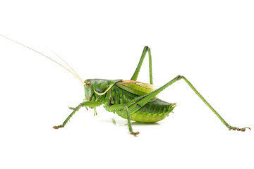 green grasshopper isolated on white