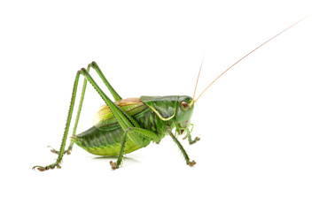 green grasshopper isolated on white