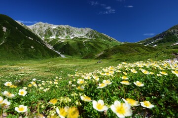 北アルプス 立山連峰に咲き誇るチングルマ