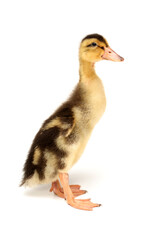 Duckling on white background