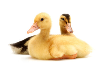 Duckling on white background