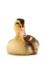 Duckling on white background