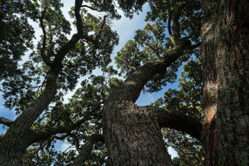 Fototapeta na wymiar Low angle view of huge Pohutukawa trees against a blue sky