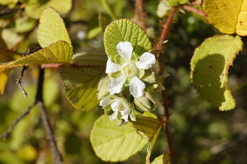birch leaves in spring