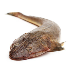 fresh flathead fish on white background