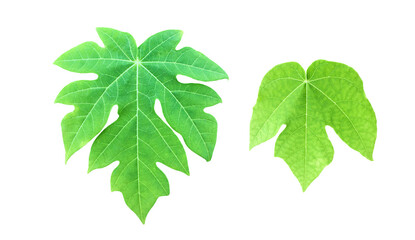 Isolated set of papaya leaves with clipping paths.