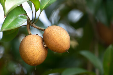 Sapodilla, sweet-tasting fruit hanging at the end of a tree branch in the garden.