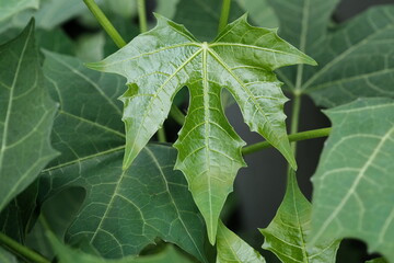 Close up chaya leaves or chiscasquil leaves