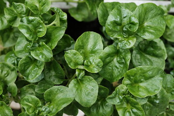 Top view Watercress or nasturtium officinale organic growing in the vegetable garden plant green leaf