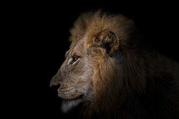 Portrait of  Dominant Male