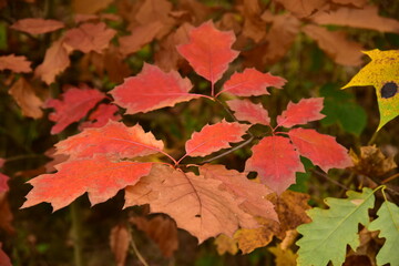 Naklejka na ściany i meble Autumn foliage, colored leaves