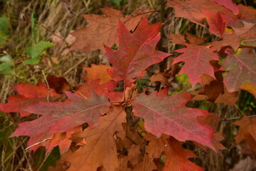 Autumn foliage, colored leaves