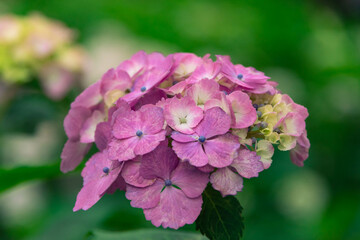 権現堂の紫陽花　