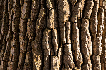 Obraz premium Bark texture detail in sunlight, old deciduous tree
