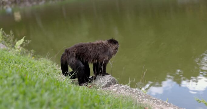 monkey sits by water patiently - wild monkeys in Brazil