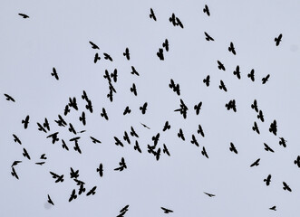 Flying flock of Yellow-billed chough